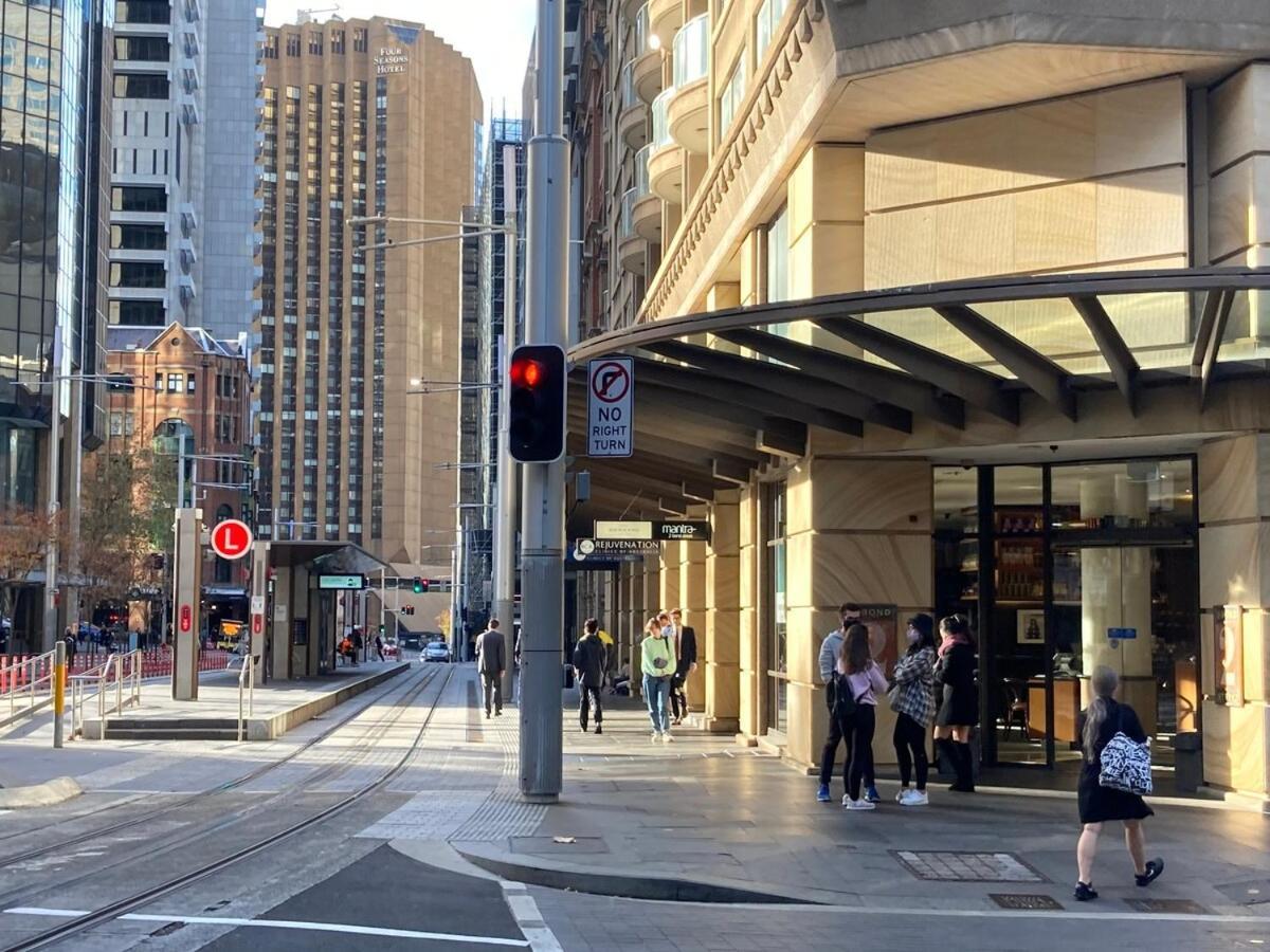 Wyndel Large Cbd *